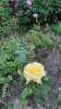Ogrody_2023_152