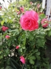 Ogrody_2023_194